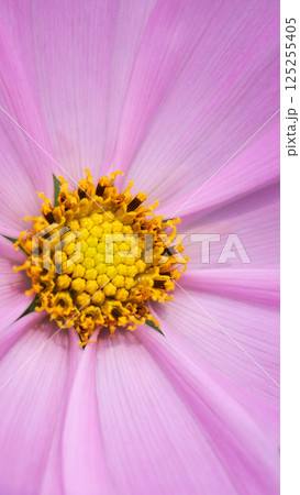 A delicate close-up of a cosmos flower in soft pink hues, with its perfectly structured yellow center and intricate details radiating peaceful elegance A delicate close-up of a cosmos flower in soft pink hues, with its perfectly structured yellow center and intricate details radiating peaceful elegance 125255405