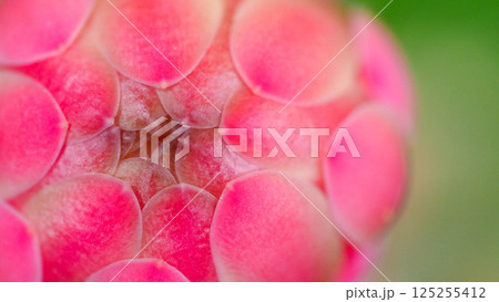 A macro shot of a pink tropical flower bud with overlapping waxy petals in a spiral pattern, revealing natural textures and symmetry. Ideal for botanical or nature-themed stock collections. 125255412