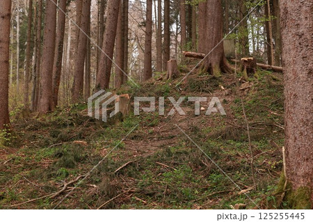 A forest with a lot of trees and a lot of fallen trees 125255445