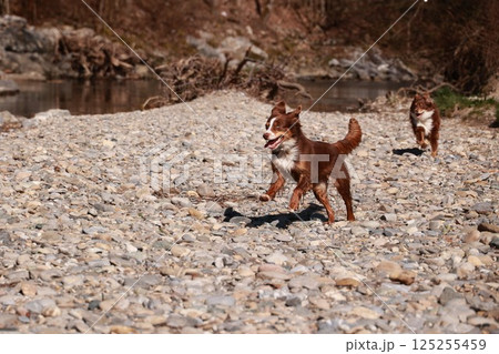 Two dogs are running on a rocky beach Two dogs are running on a rocky beach 125255459