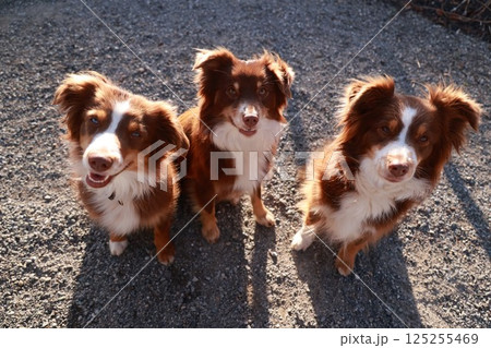 Three brown and white dogs are standing in a row, looking at the camera Three brown and white dogs are standing in a row, looking at the camera 125255469
