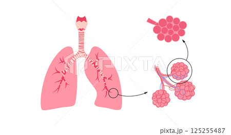 Human lungs poster Human lungs poster 125255487