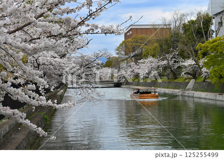 桜咲く京都市 岡崎さくら回廊十石舟めぐり 桜咲く京都市 岡崎さくら回廊十石舟めぐり 125255499