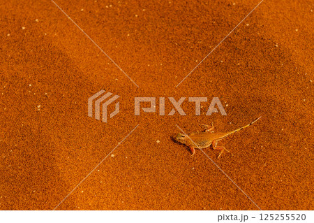 A shovel-snouted lizard 125255520
