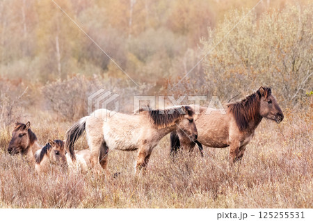 Konik Horses in Northern Groningen Konik Horses in Northern Groningen 125255531