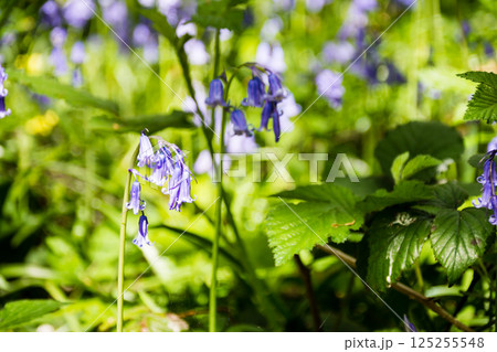 自然の中に群生する薄紫色のブルーベル　ロンドン郊外のデンビーズ・ヒルサイドにて 125255548