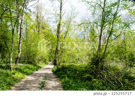 明るい青空の下の木々がうっそうと茂る間を長く続く一本道 ロンドン郊外のデンビーズ・ヒルサイドにて 明るい青空の下の木々がうっそうと茂る間を長く続く一本道 ロンドン郊外のデンビーズ・ヒルサイドにて 125255717