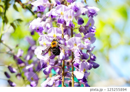 藤の花の蜜を吸うクマバチ 125255894