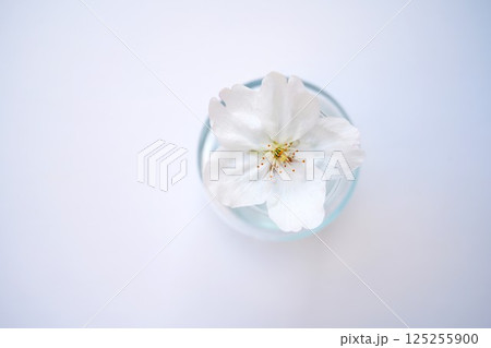 一輪の桜 125255900