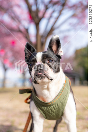 【春】桜の花びらを鼻につけたボストン・テリア【桜】 【春】桜の花びらを鼻につけたボストン・テリア【桜】 125256275