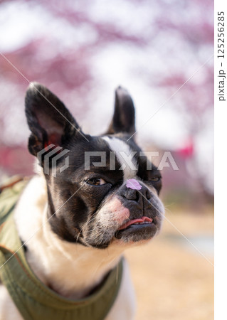 【春】桜の花びらを鼻につけたボストン・テリア【桜】 125256285