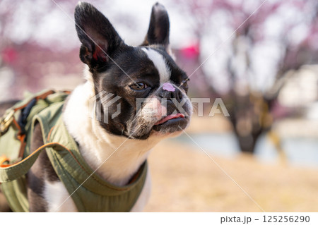 【春】桜の花びらを鼻につけたボストン・テリア【桜】 125256290