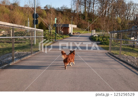 A dog is walking on a sidewalk in front of a building A dog is walking on a sidewalk in front of a building 125256529