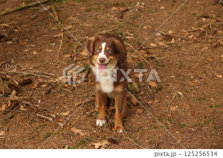 A brown and white dog is sitting on the ground in a field 125256534