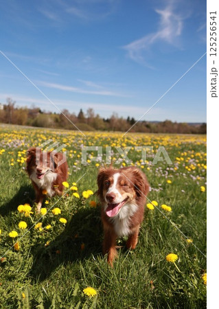 Two dogs are standing in a field of yellow flowers Two dogs are standing in a field of yellow flowers 125256541