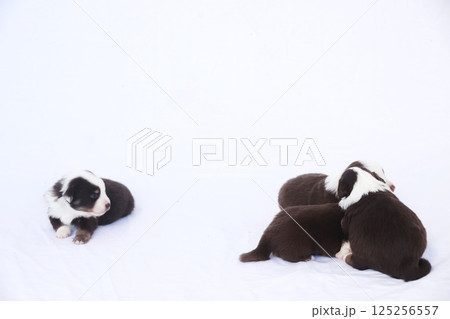Three puppies are laying on a white blanket 125256557