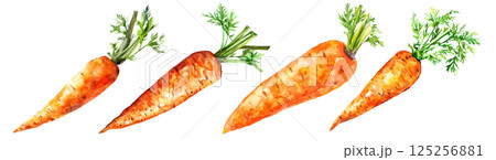 Set of fresh vegetable, orange carrot in watercolor style isolated on a transparent background. 125256881