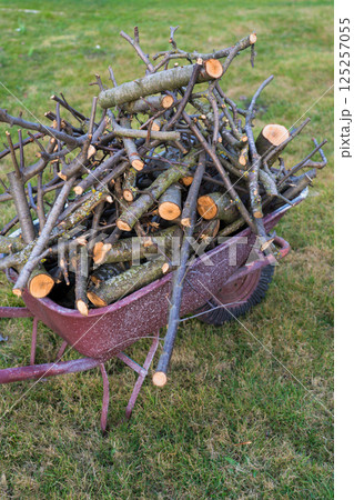 A bunch of dry branches are stacked in a wheelbarrow. Country, village life 125257055