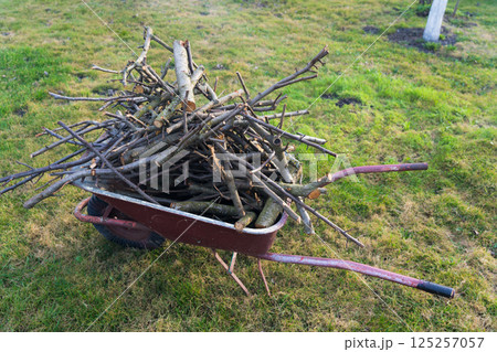 A bunch of branches are stacked in a wheelbarrow. Country life A bunch of branches are stacked in a wheelbarrow. Country life 125257057