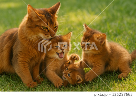 ソマリの親猫と子猫 125257663