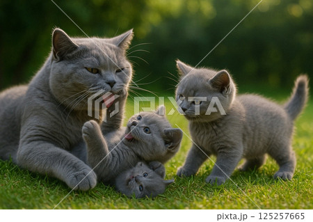 ブリティッシュ・ショートヘアーの親猫と子猫 125257665
