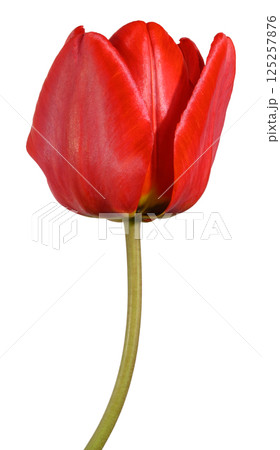 Red tulip flower with smooth petals and a green stem,  isolated background. The flower is in partial bloom 125257876