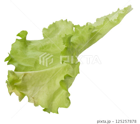 Green lettuce leaf with ruffled edges, isolated background, close up 125257878