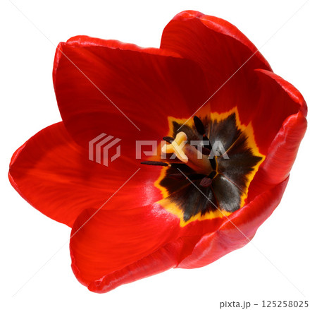 A close up, top down view into the heart of a vibrant red tulip flower, revealing its dark center, yellow anthers, and delicate petals. 125258025