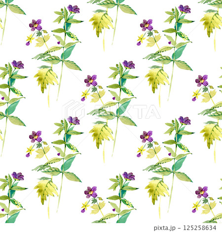 North America Wetland Wildflower Virginia Meadow Beauty Rhexia virginica Watercolor seamless pattern. Botanical illustration North America Wetland Wildflower Virginia Meadow Beauty Rhexia virginica Watercolor seamless pattern. Botanical illustration 125258634
