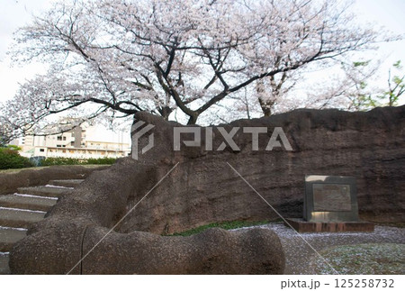 大森貝塚と桜 125258732