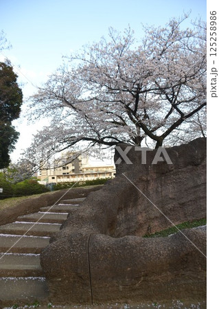 大森貝塚と桜 125258986