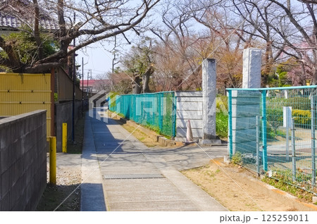 千葉県市川市妙行寺周辺2025年3月 125259011