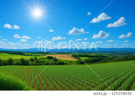 北海道の農村風景　美瑛　ジャガイモ畑 125259030