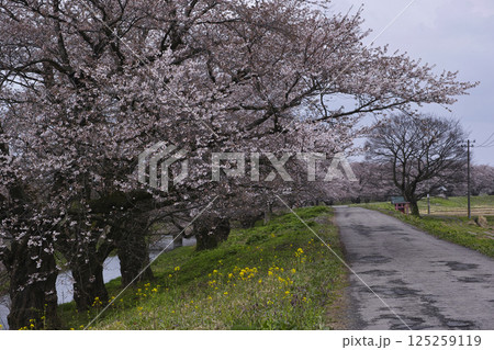馬渡の桜 馬渡の桜 125259119
