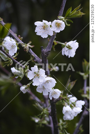 さくらんぼの花 さくらんぼの花 125259130