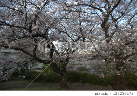 大森貝塚と桜 125259178