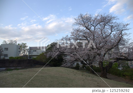 大森貝塚と桜 125259292