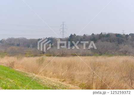 千葉県柏市大青田の谷津2025年3月 125259372