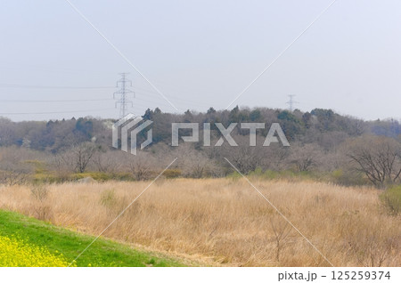 千葉県柏市大青田の谷津2025年3月 125259374