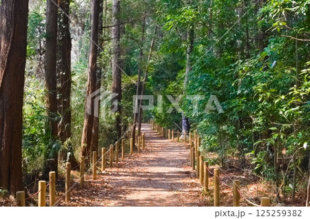 千葉県流山市市野谷の森周辺2025年3月 125259382