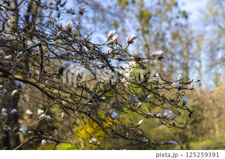 blooming white magnolia flower in the morning sun 125259391