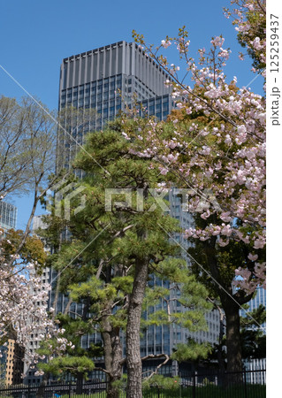 丸ノ内の高層ビルと満開の桜の風景 丸ノ内の高層ビルと満開の桜の風景 125259437