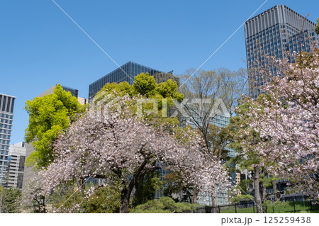丸ノ内の高層ビルと満開の桜の風景 125259438