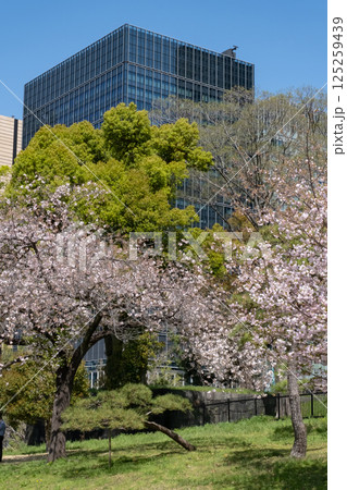 丸ノ内の高層ビルと満開の桜の風景 125259439