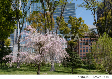 丸ノ内の高層ビルと満開の桜の風景 丸ノ内の高層ビルと満開の桜の風景 125259440