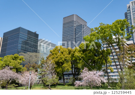 丸ノ内の高層ビルと満開の桜の風景 125259445