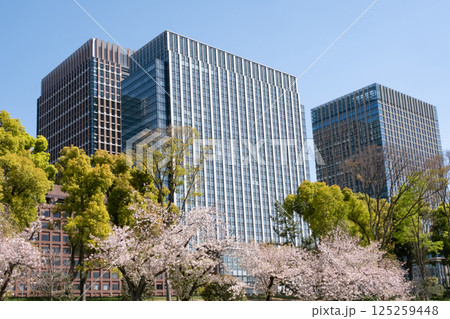 丸ノ内の高層ビルと満開の桜の風景 125259448