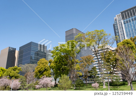 丸ノ内の高層ビルと満開の桜の風景 125259449