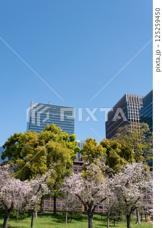 丸ノ内の高層ビルと満開の桜の風景 125259450