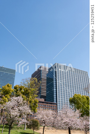 丸ノ内の高層ビルと満開の桜の風景 125259451